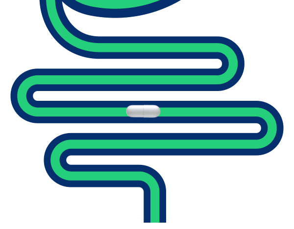 Stage 2: Capsule released in the intestine
